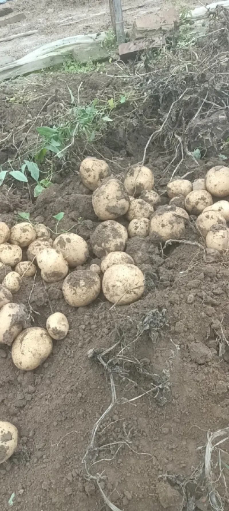【推荐】青薯9号原原种土豆基地发货质量保证视频看货