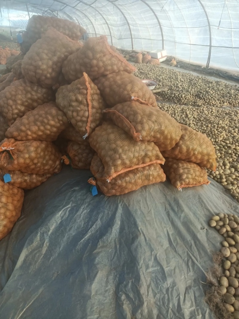 【推荐】青薯9号原原种土豆基地发货质量保证视频看货