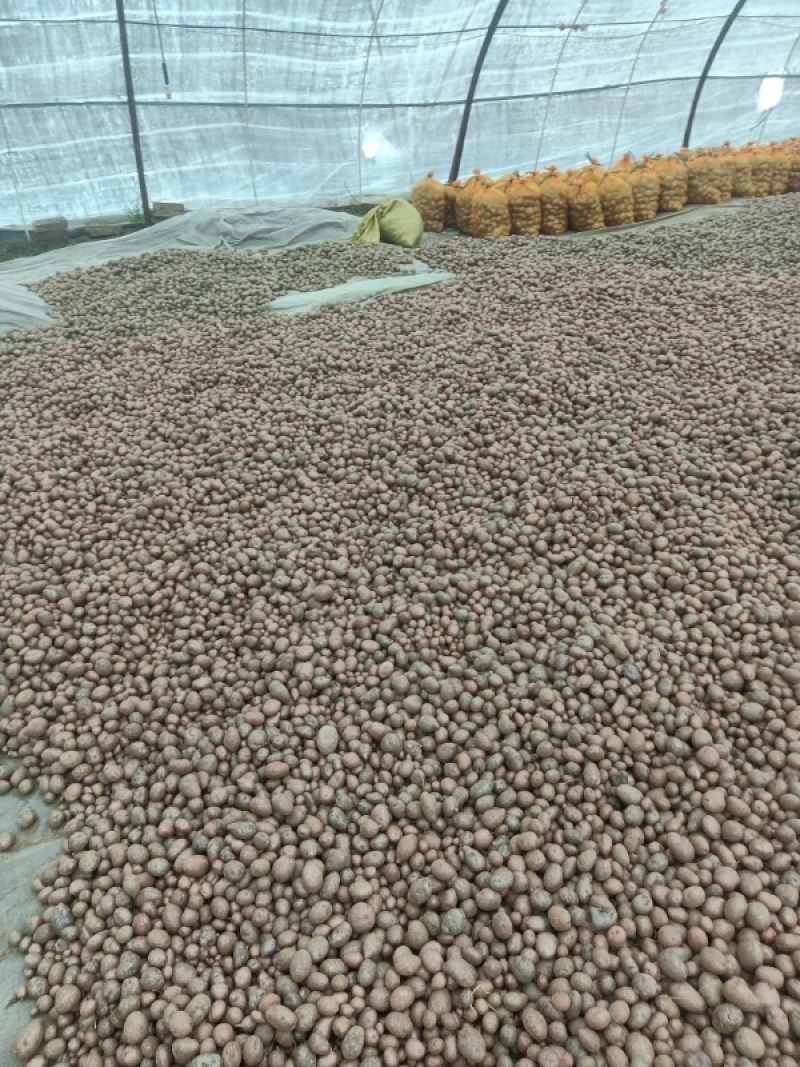 【推荐】青薯9号原原种土豆基地发货质量保证视频看货