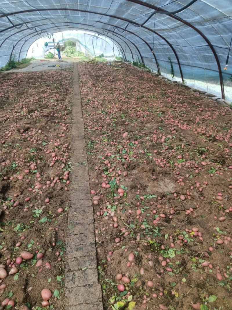 【推荐】青薯9号原原种土豆基地发货质量保证视频看货