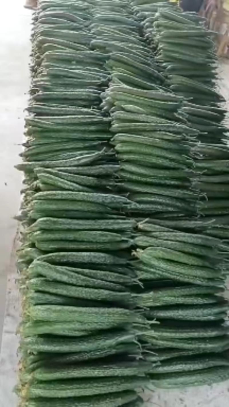 大棚黄密刺黄瓜大量供货中，视频看货，质量保证各种包装齐全
