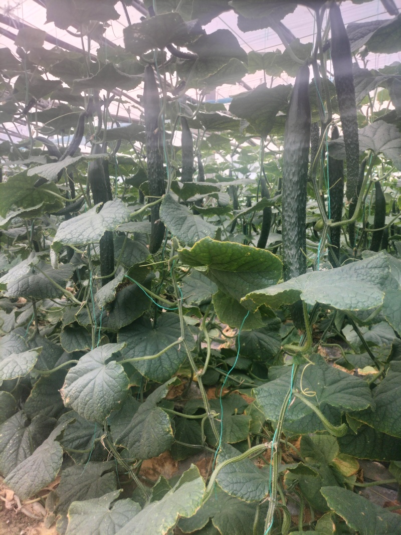 大棚黄密刺黄瓜大量供货中，视频看货，质量保证各种包装齐全