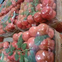 普罗旺斯西红柿精品可日供应100000斤