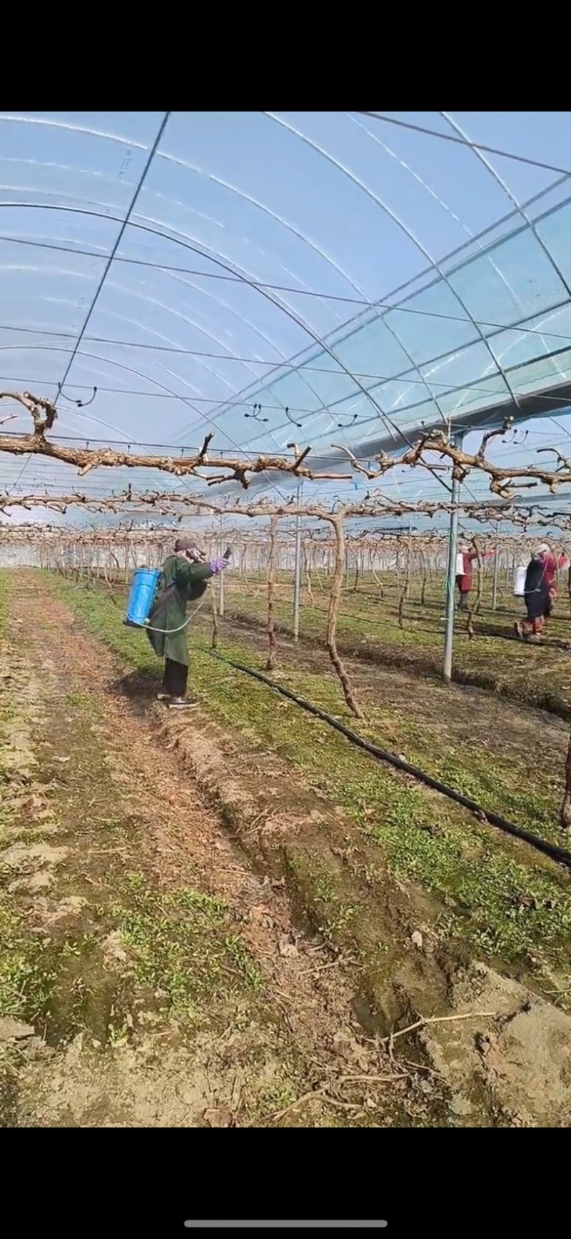 种植大棚蔬菜种植专用棚厂家直销全国发货包建