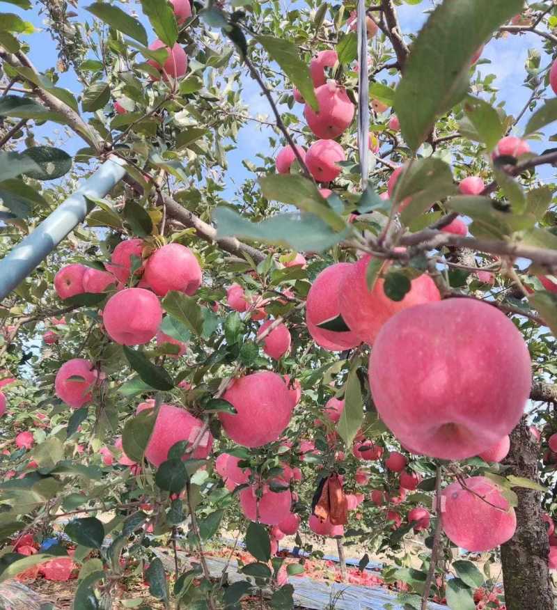 《苹果》山东红富士苹果，代发全国，承接出口丶电商