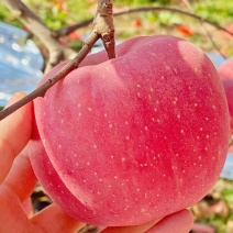 《苹果》红富士苹果，产地直发，自由冷库，承接电商团购