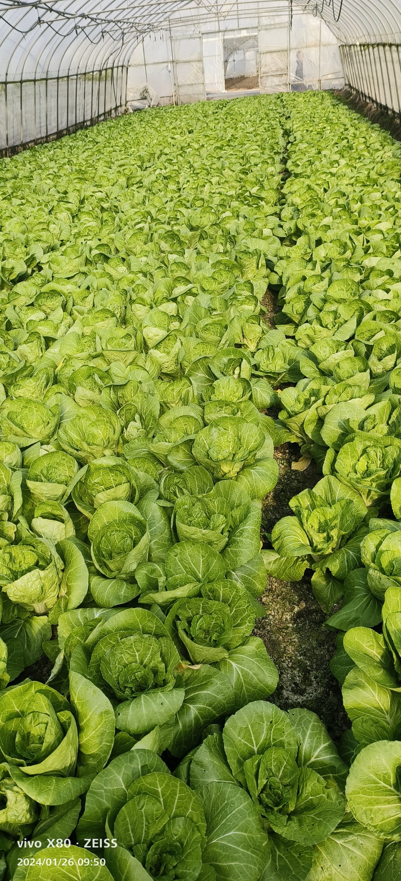 大量供应电商，超市，食堂量大者优先