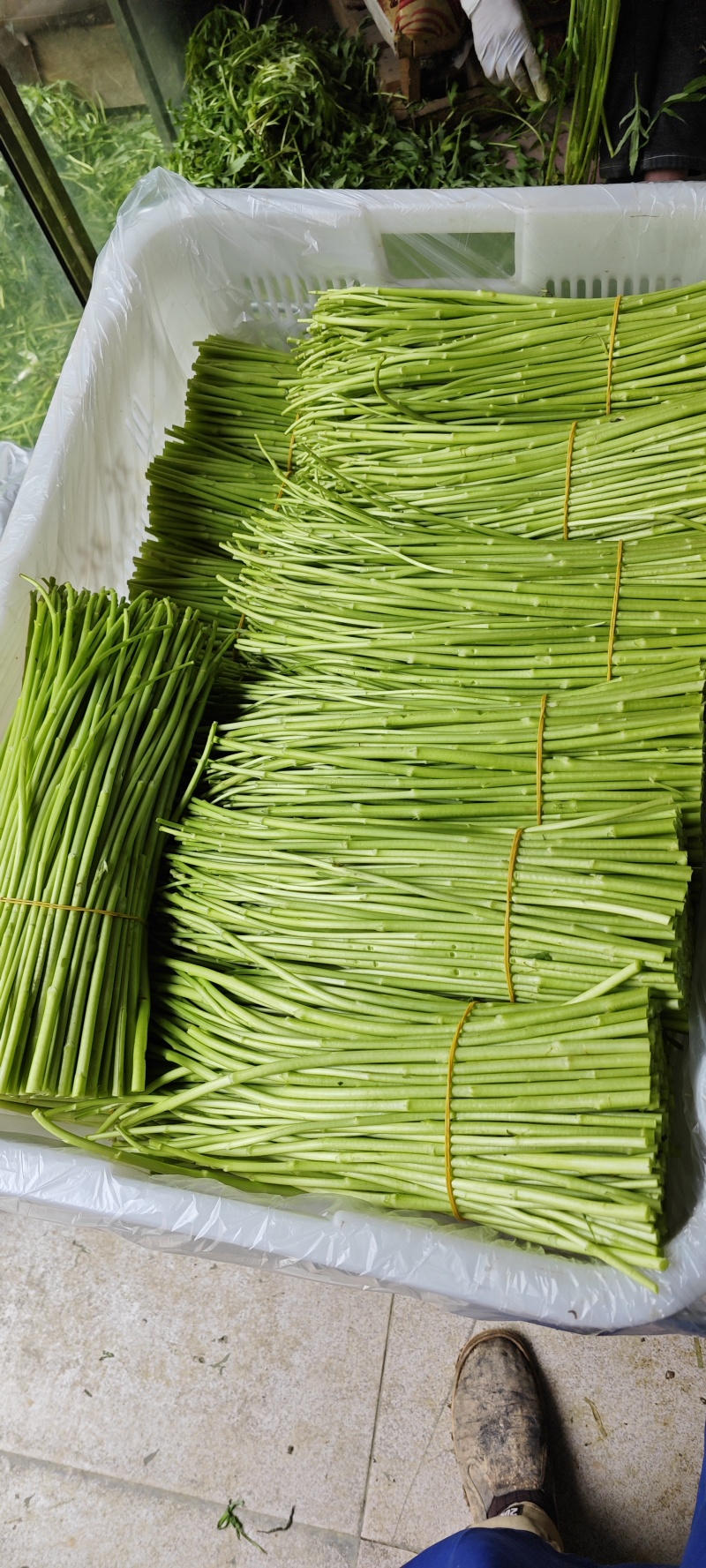 1月26号现货