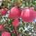 《苹果》纸袋红富士苹果，自家种植，自有冷库，常年供应