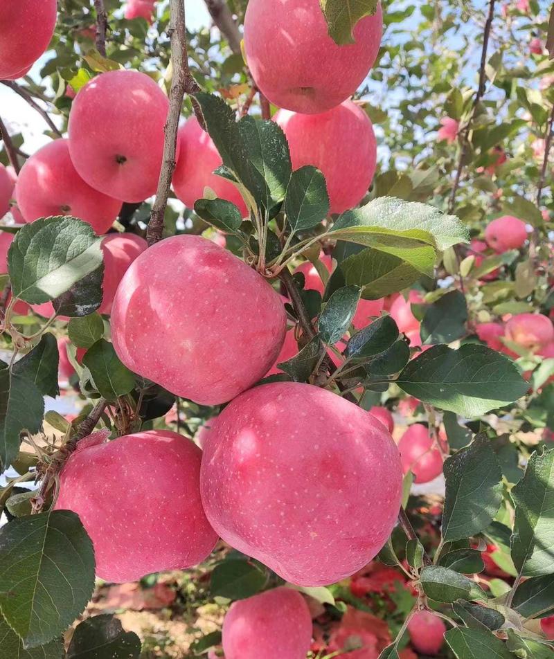 《苹果》纸袋红富士苹果，自家种植，自有冷库，常年供应