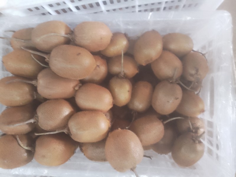 各种精品徐香，秦美，海沃德猕猴桃年前大量出货