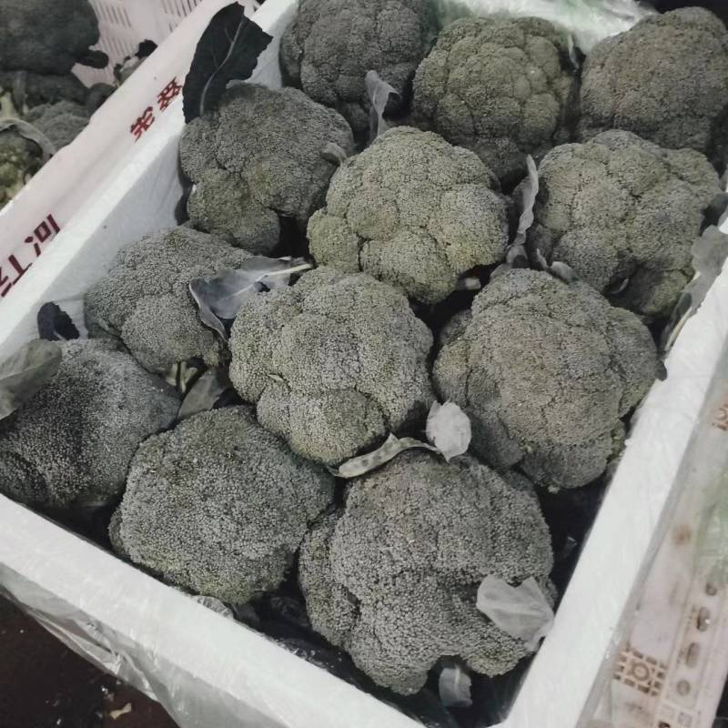 《荐》云南西兰花一手货源量大从优品种齐全可视频