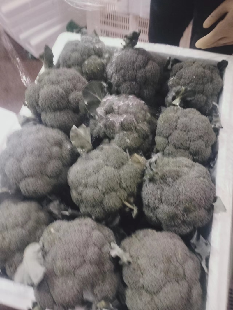 《荐》云南西兰花一手货源量大从优品种齐全可视频