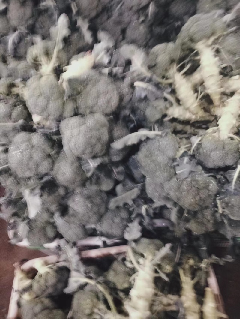 《荐》云南西兰花一手货源量大从优品种齐全可视频