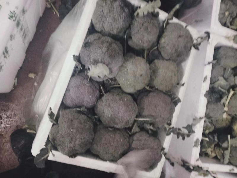《荐》云南西兰花一手货源量大从优品种齐全可视频