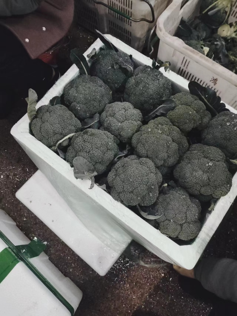 《荐》云南西兰花一手货源量大从优品种齐全可视频