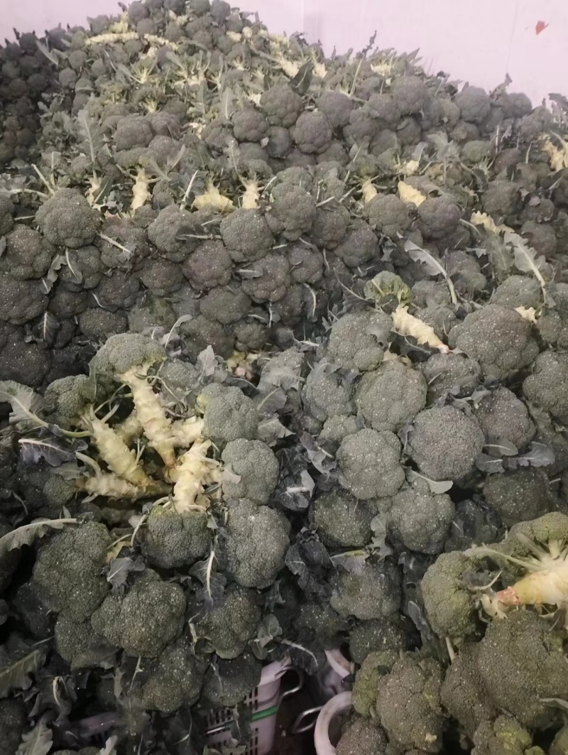 《荐》云南西兰花一手货源量大从优品种齐全可视频