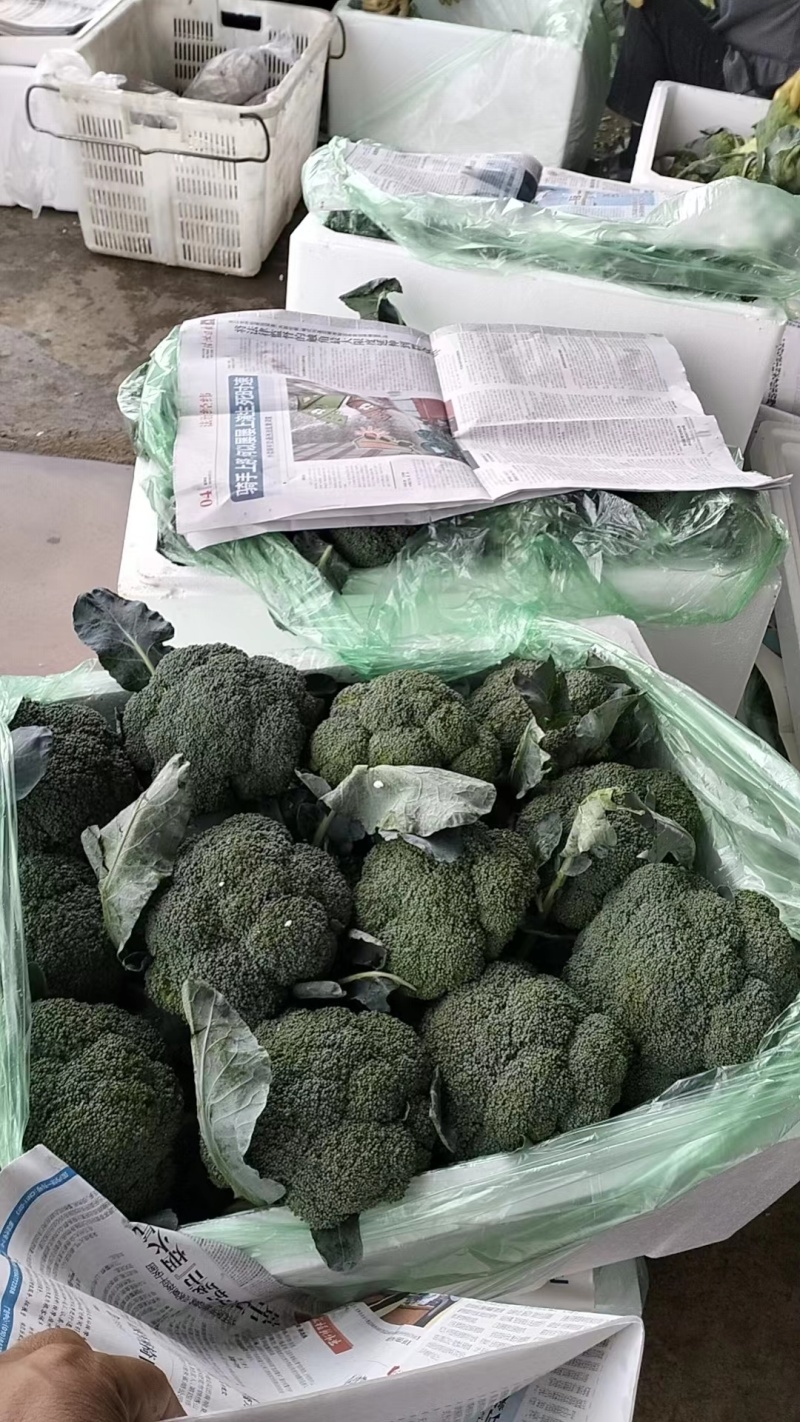 《荐》云南西兰花一手货源量大从优品种齐全可视频