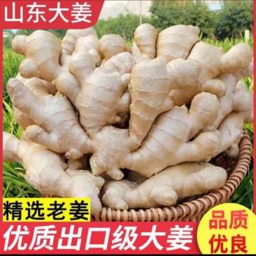 《生姜》山东临沂大黄姜，水洗大黄姜，常年供应，代发全国