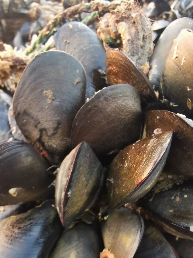 大家好，海虹便宜了，需要的老板们私聊我吧