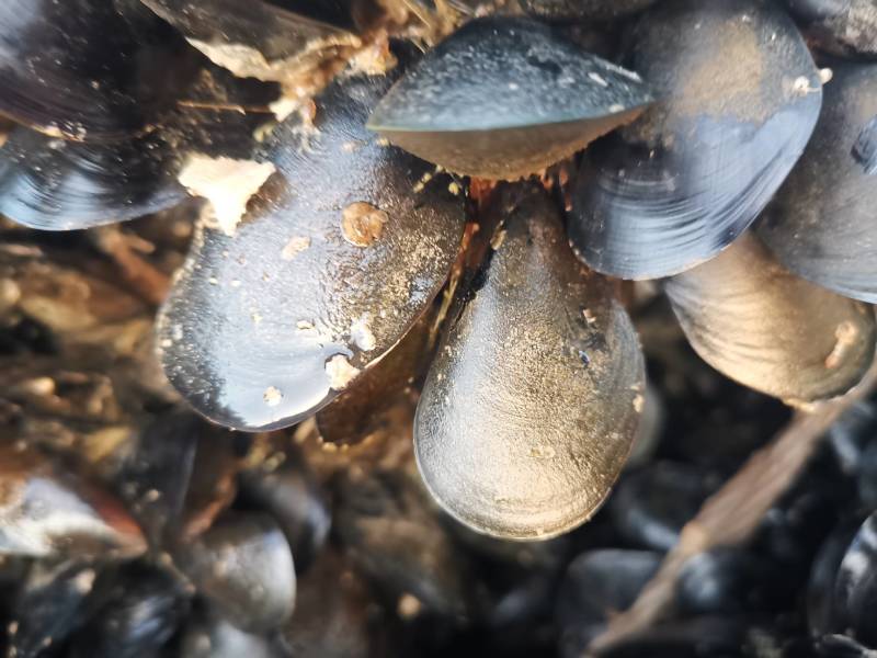 大家好，海虹便宜了，需要的老板们私聊我吧