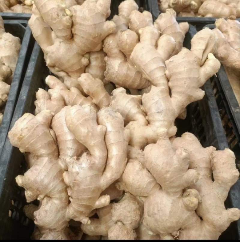 《生姜》鲜姜上市，大量供应，质量保证，承接电商团购