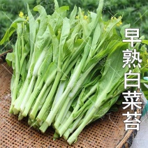 白菜苔广东菜心菜苔支持视频看货打款发货保质保量