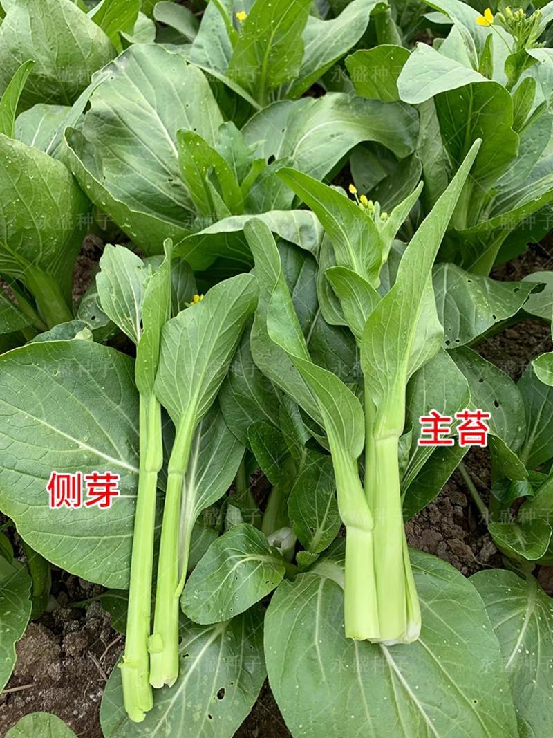 白菜苔广东菜心菜苔支持视频看货打款发货保质保量