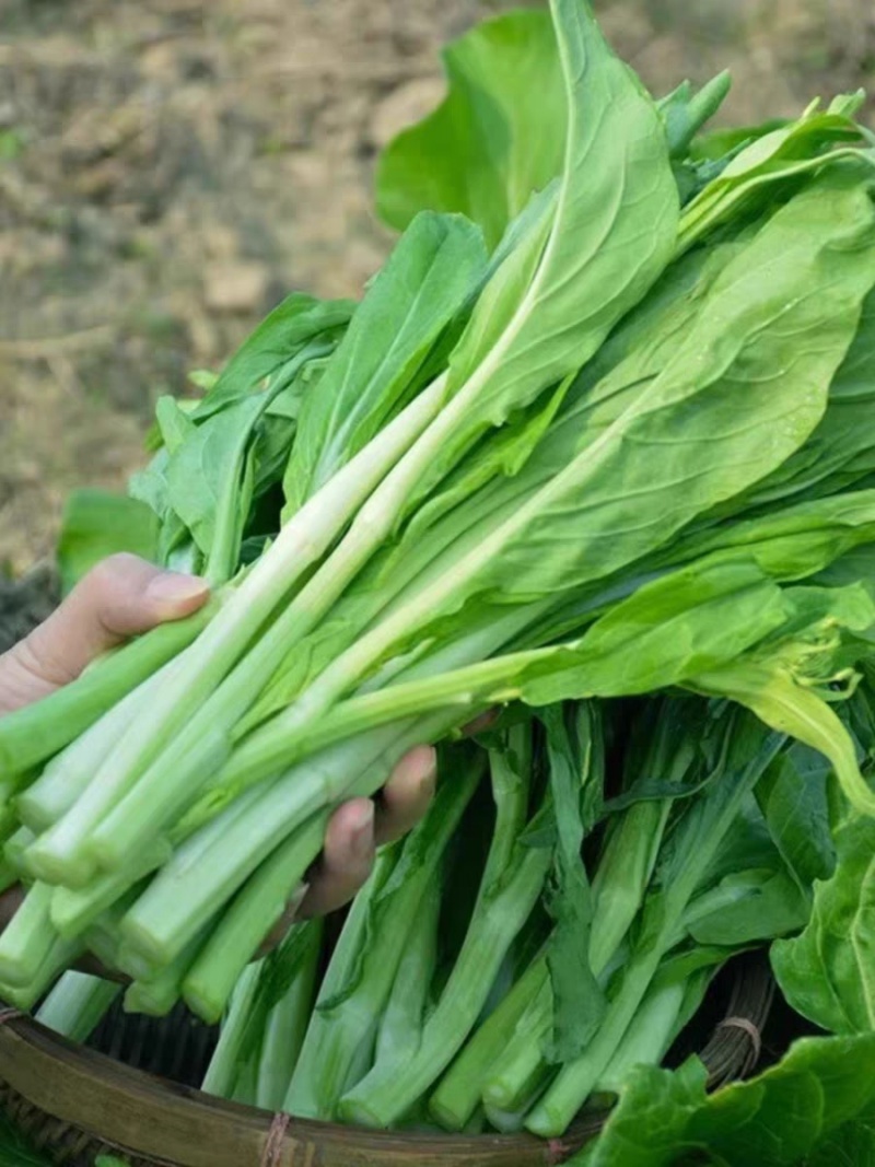 白菜苔广东菜心菜苔支持视频看货打款发货保质保量
