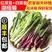 白菜苔广东菜心菜苔支持视频看货打款发货保质保量