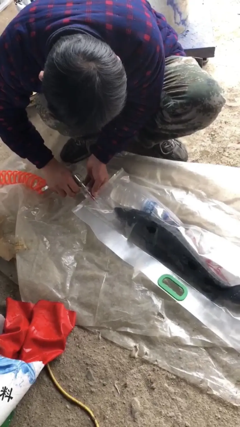 【死鱼包赔】鲟鱼一手货源地，支持快递，价格优惠，欢迎联系