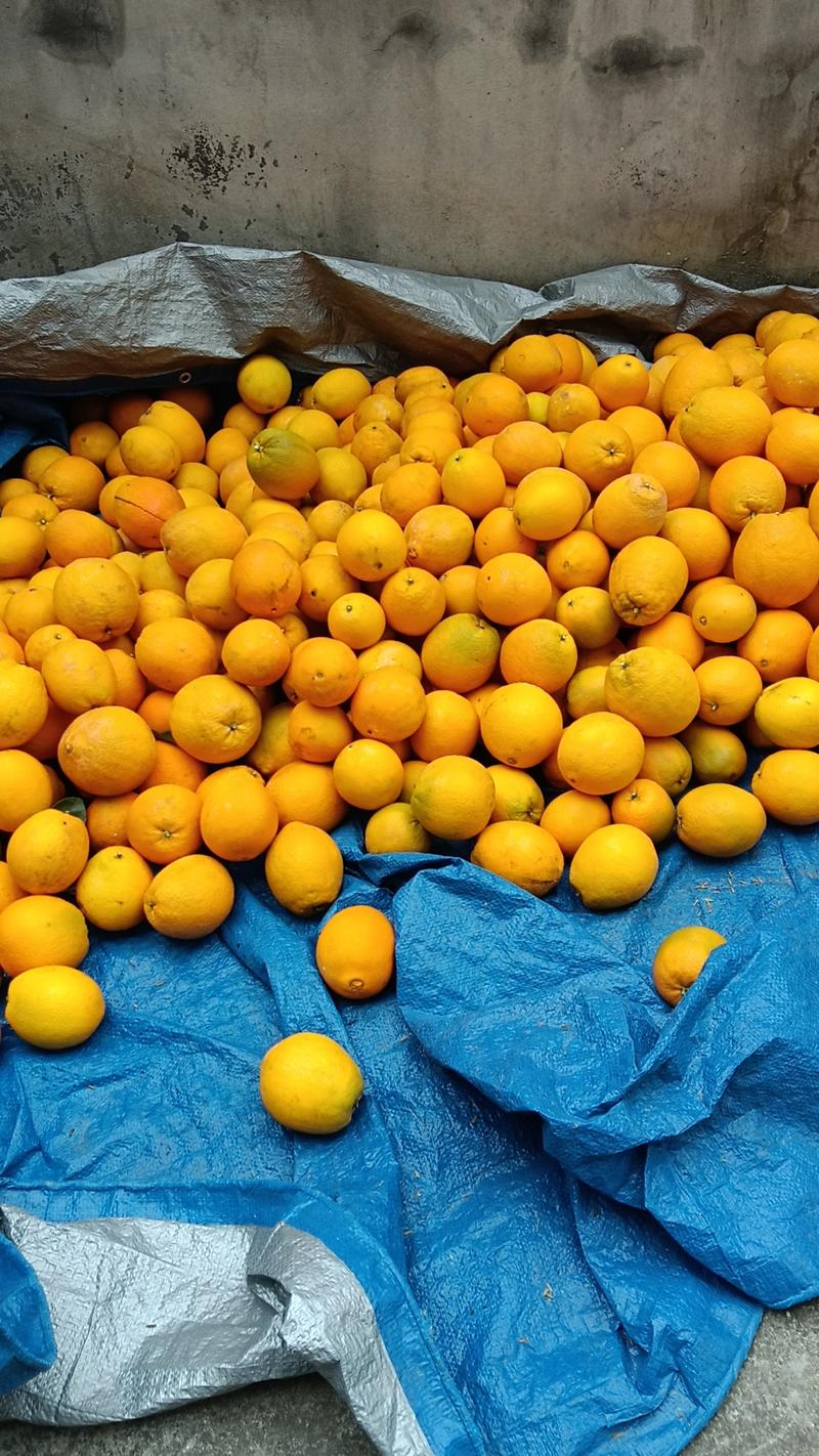 正宗赣南脐橙保鲜果量大从优汁多欢迎进店电联