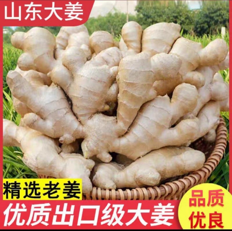 《生姜》大黄姜，小黄姜，常年供应，代发全国，出口电商