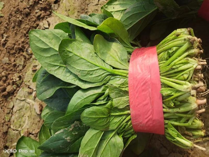 河北精品大叶菠菜基地直发品质保证量大从优