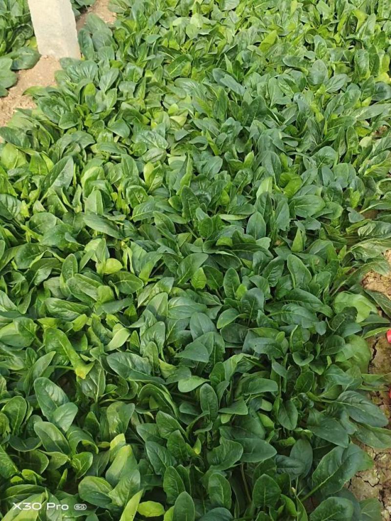 河北精品大叶菠菜基地直发品质保证量大从优