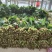 河北精品大叶菠菜基地直发品质保证量大从优