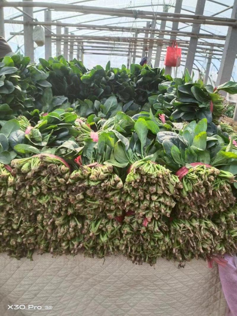 河北精品大叶菠菜基地直发品质保证量大从优