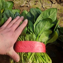 精品大叶菠菜基地直发品质保证量大从优欢迎联系