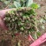 精品大叶菠菜基地直发品质保证量大从优欢迎联系