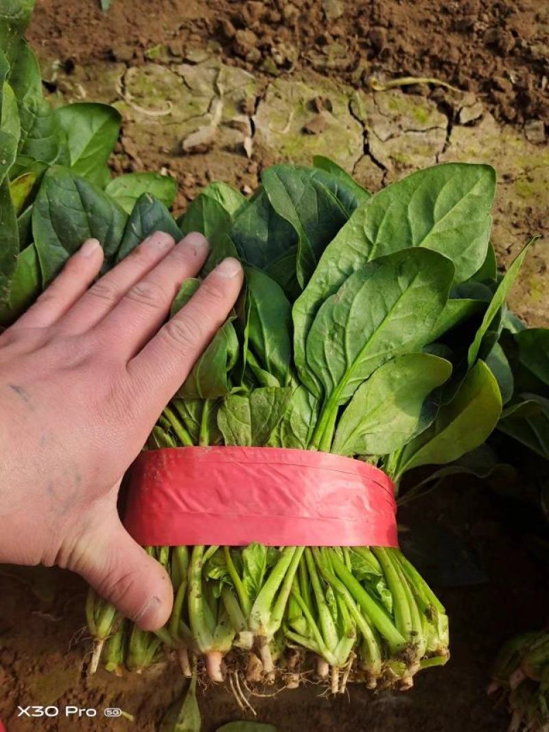 精品大叶菠菜基地直发品质保证量大从优欢迎联系