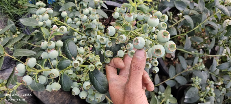 云南蓝莓现摘蓝莓，基地直发，可一件代发