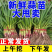 蒜苗红根蒜苗四季蒜苗产地一手货源保质保量欢迎订