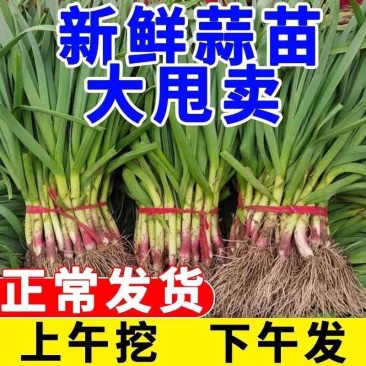 蒜苗红根蒜苗四季蒜苗产地一手货源保质保量欢迎订