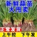 蒜苗红根蒜苗四季蒜苗产地一手货源保质保量欢迎订