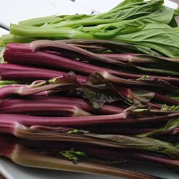 红菜苔紫菜苔白菜苔产地一手货源保质保量欢迎订购
