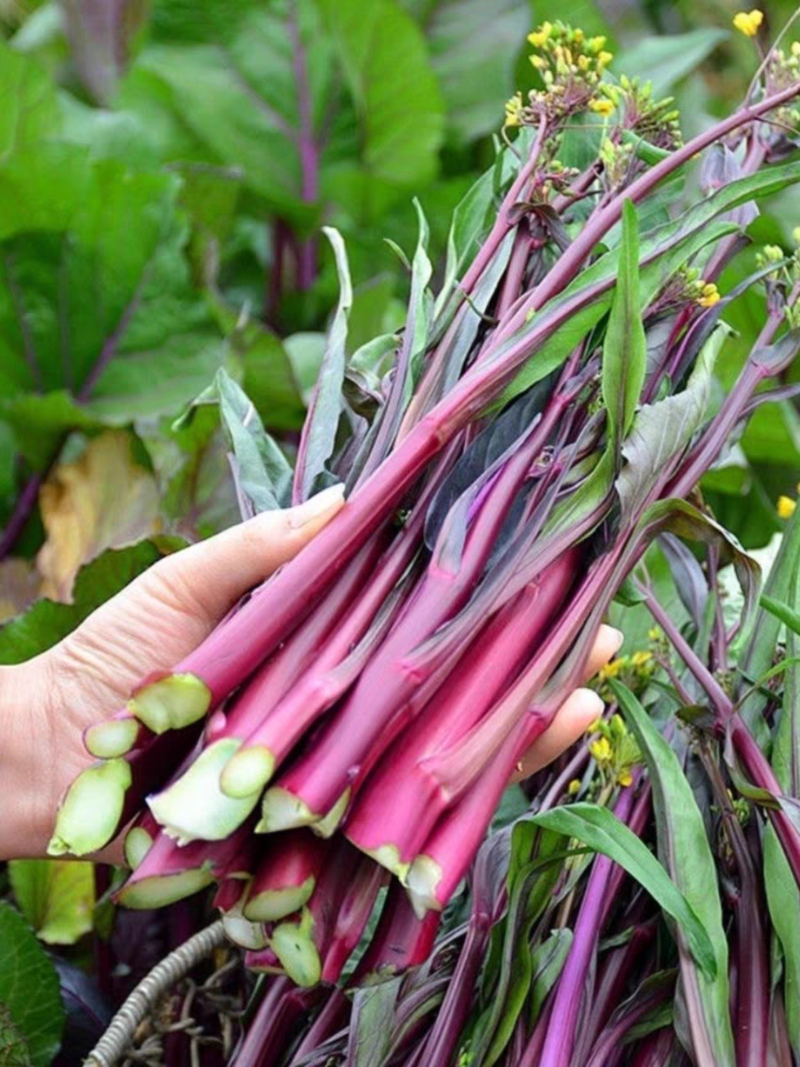 红菜苔紫菜苔白菜苔产地一手货源保质保量欢迎订购