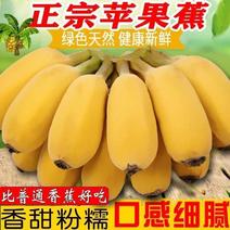 广西苹果蕉正宗粉蕉应季水果新鲜现摘软糯香蕉原生态苹果蕉批