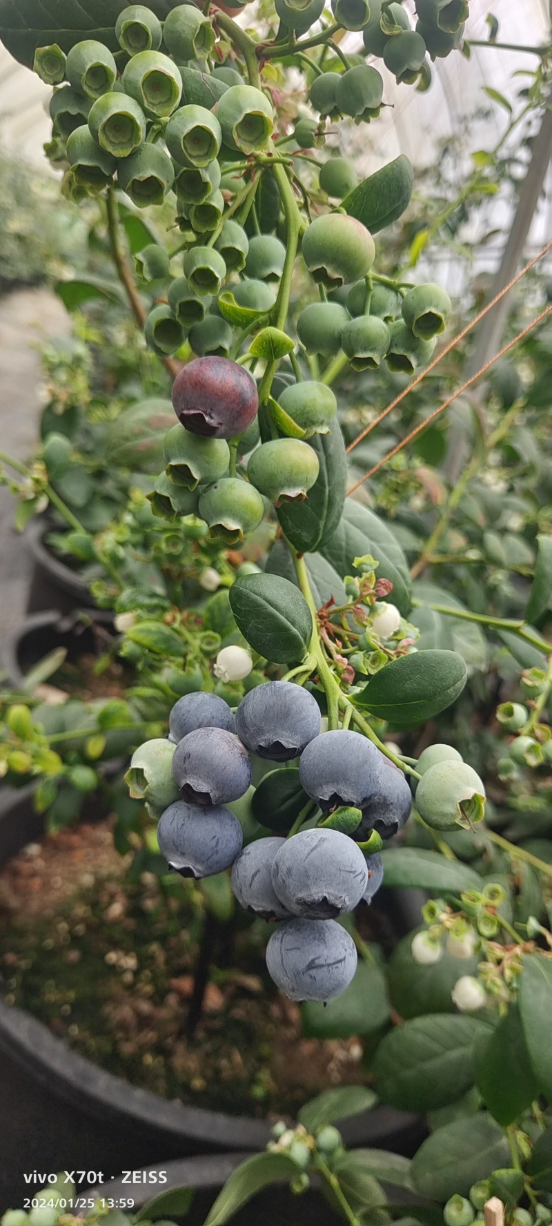 云南蓝莓，自家基地采摘，甜脆F6花香味浓郁