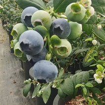 云南蓝莓，自家基地采摘，甜脆F6花香味浓郁