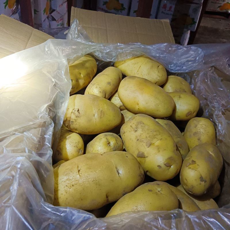 《精品》荷兰十五土豆山东安丘土豆冷库土豆常年供应